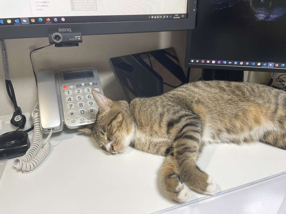 猫好きの代表が飼っているネコ（大阪市のパソコン教室（チャレンジ））